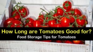 How Long are Tomatoes Good for? titleimg1