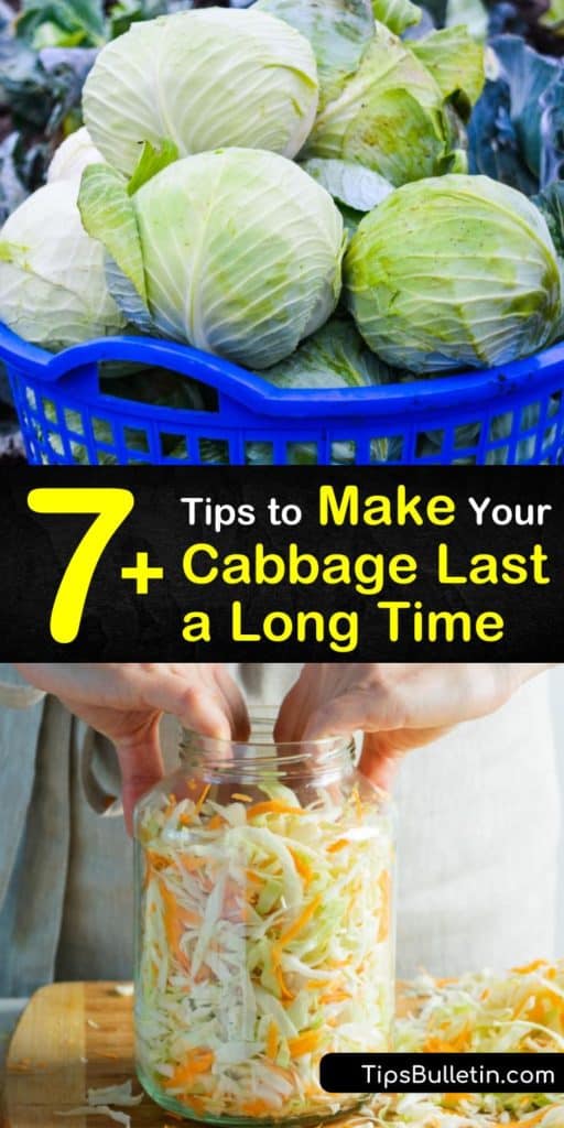 How long does cabbage last? Store green or red cabbage in the fridge for 2 weeks or freeze cabbage in an airtight container for 4 weeks. Cabbage leaves are packed full of vitamin C, and tasty prepared as coleslaw or pickled for long term storage. #cabbage #cabbagelast #preparingcabbage