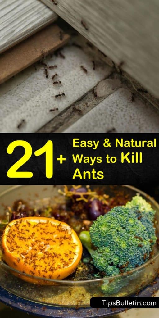 Discover how easy it is to eliminate all types of ants, including carpenter, ants in and around your home. Spread diatomaceous earth, use an ant bait, or make an ant killer spray with peppermint oil, white vinegar, and a spray bottle. #getridofants #ants #natural #antremedy