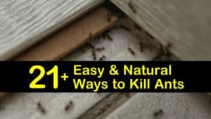 How to Get Rid of Ants Naturally titleimg1
