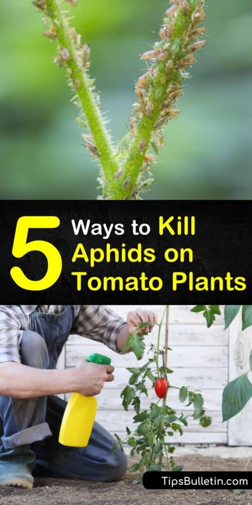 Learn how to get rid of aphids on tomatoes using DIY insecticidal soap. Add beneficial insects and plants that counteract aphid infestations naturally. Create a neem oil or tomato spray that eliminates pests and promotes aphid control. #aphids #tomatoes #pestcontrol