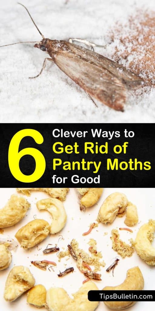 Learn how to keep pantry moths out of your dry goods and pet food without calling in pest control. Inspect the pantry for moth larvae, store food in airtight containers, place bay leaves on shelves, and seal crevices around the pantry. #getridofpantrymoths #preventmoths #pantry #moth