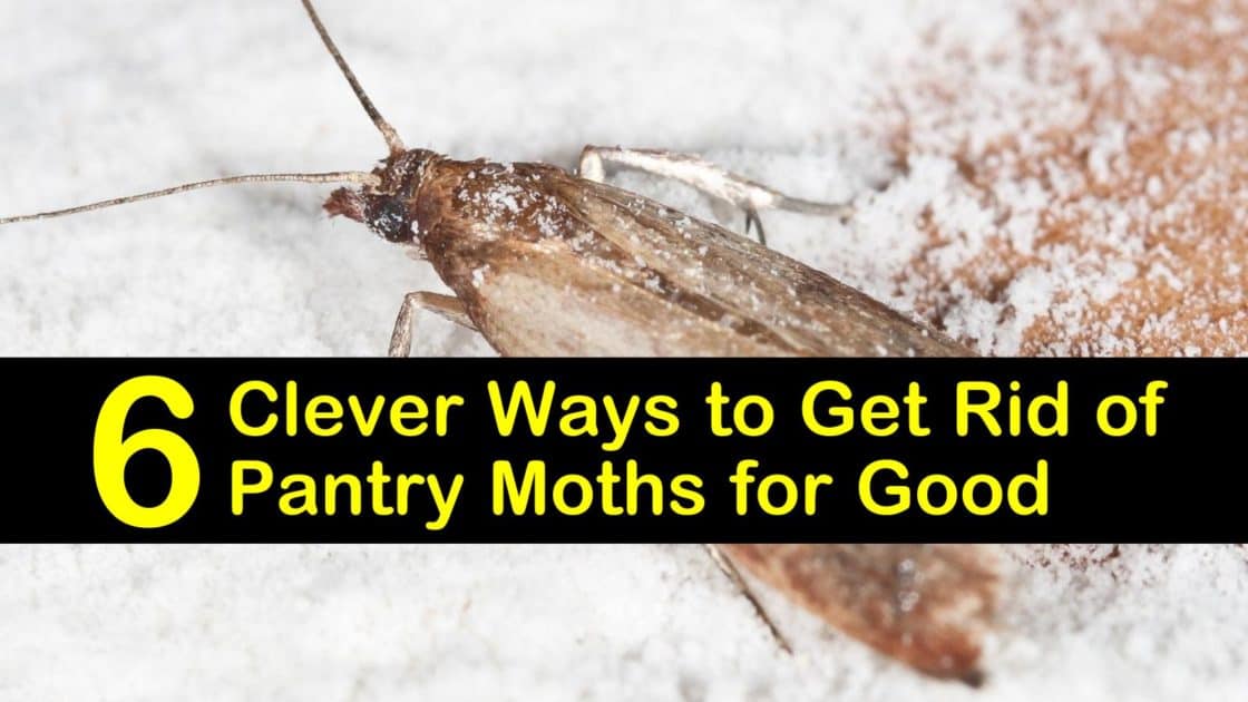 How To: Get Rid of Pantry Moths - Aantex Pest & Termite Control