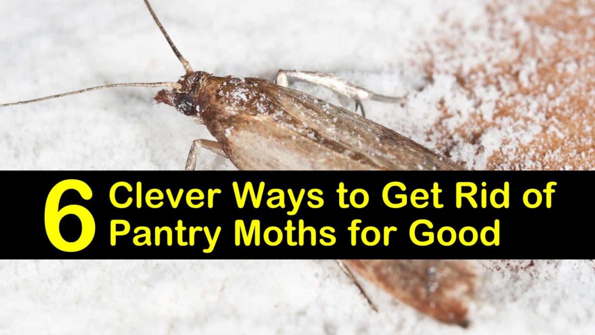 How to Get Rid of Pantry Moths in Your Kitchen Naturally