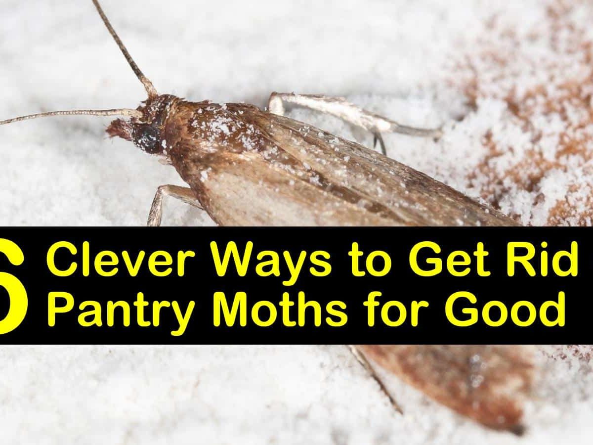 Get Rid Of Pantry Moths