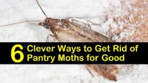 How to Get Rid of Pantry Moths titleimg1