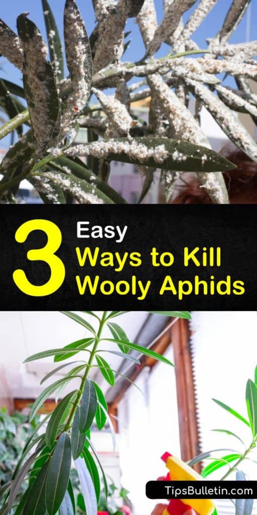 Control an aphid infestation with neem oil or make a homemade insecticide soap. Control aphid populations with predators such as parasitic wasps or natural enemies such as lacewings and ladybugs. #woollyaphids #getridofwoollyaphids #preventingwoollyaphids