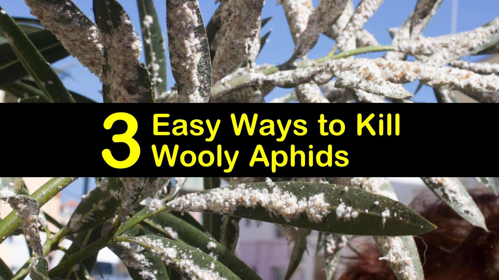 how to spray for woolly aphids