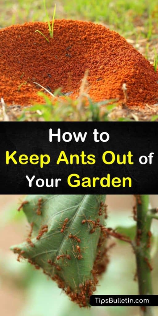 Find out how to keep ants out of your garden the natural way. Our guide shows you how to get rid of ants at home using items found in the house such as sugar, water, and essential oils. We show you how to employ pest control and still keep your plants and pets safe. #ants #keep #out #garden