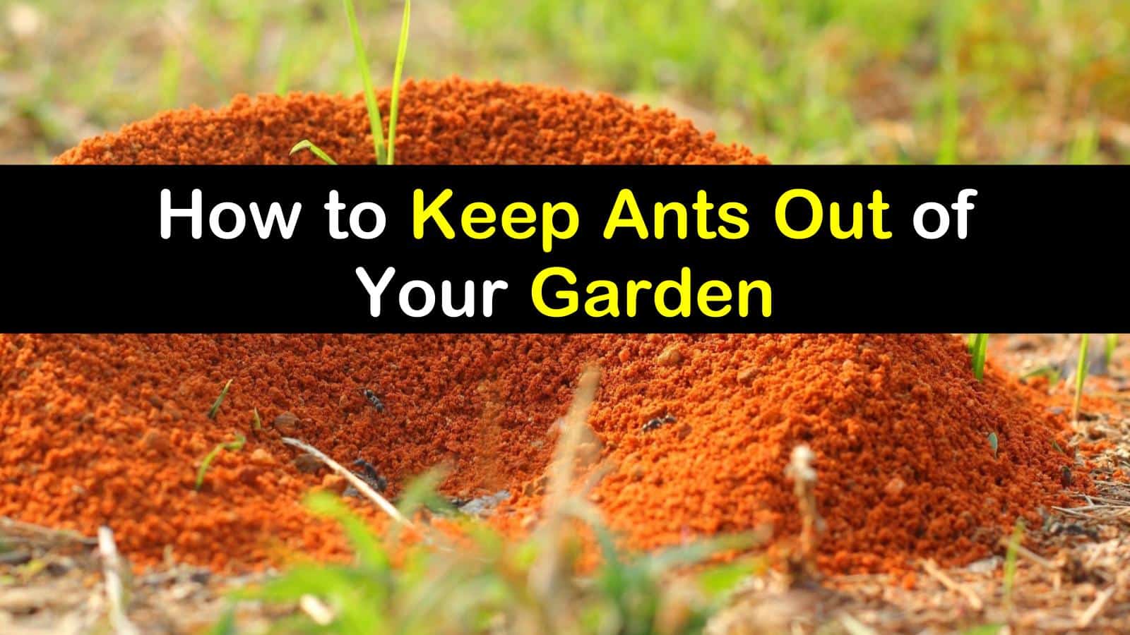 How to Keep Ants Out of Your Garden titleimg1