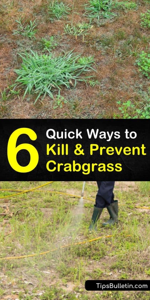 Discover simple methods for how to prevent crabgrass using various pre-emergent strategies. Try corn gluten and Dithiopyr to stop crabgrass seeds from germinating in early spring. Use lawn care tips like fertilizer and mowing to offset weeds with healthy grass growth. #prevent #crabgrass #weeds