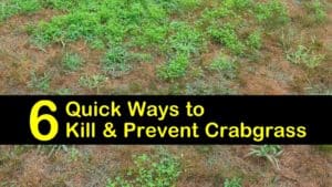 How to Prevent Crabgrass titleimg1