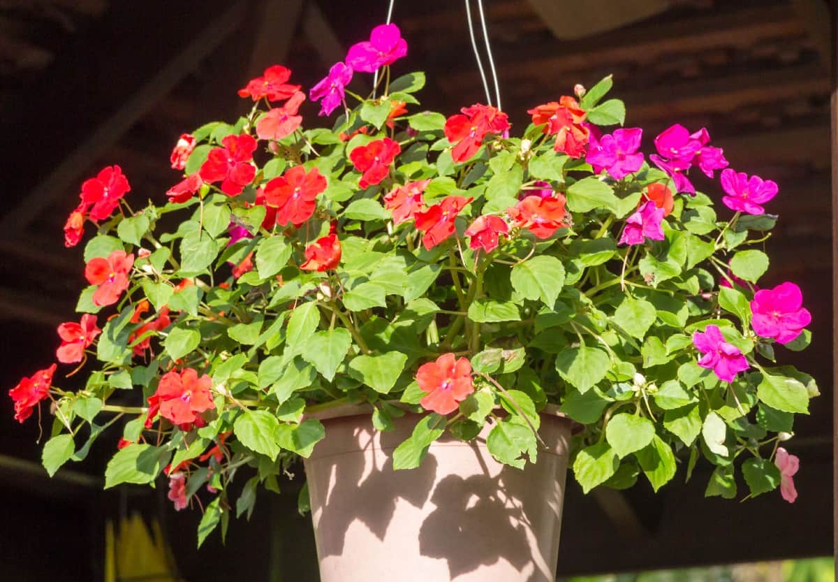 Impatiens is one of the best known flowers for containers.