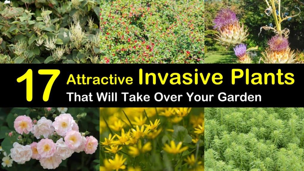 invasive plants titleimg1