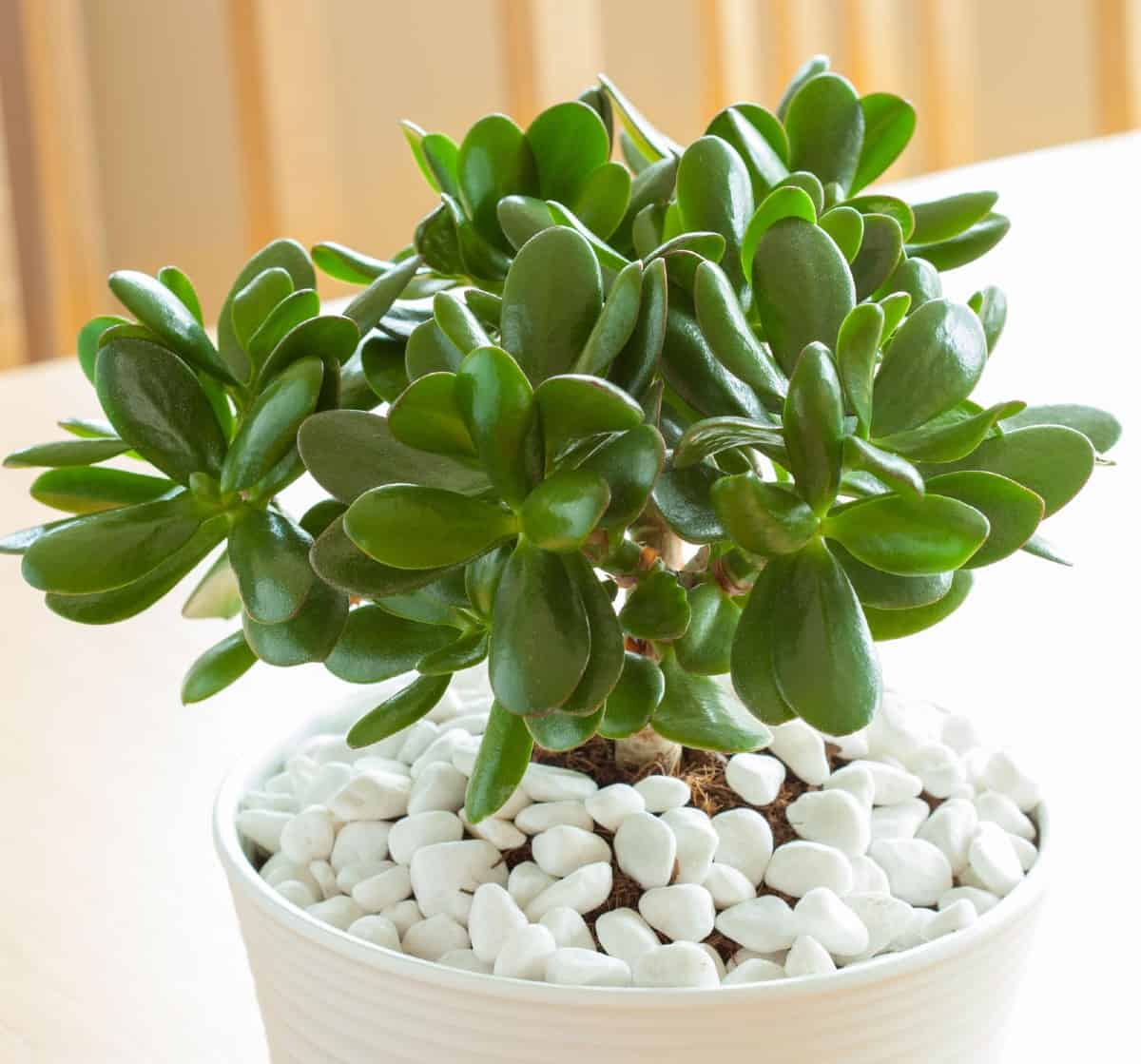 As a succulent, the jade plant is ideal for indoor settings.