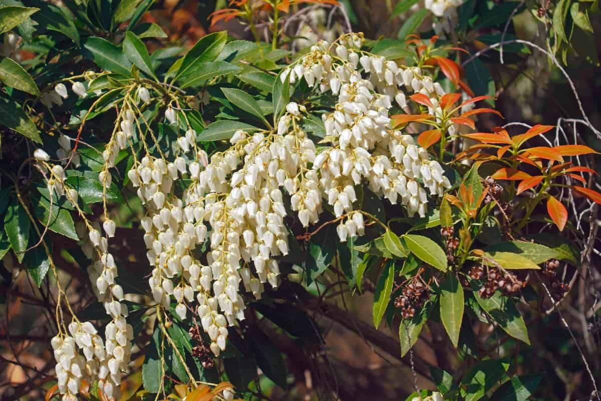 Japanese andromeda shrubs are also known as lily-of-the-valley bushes.