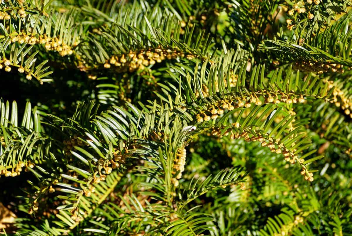 The Japanese plum yew tree produces edible fruit.