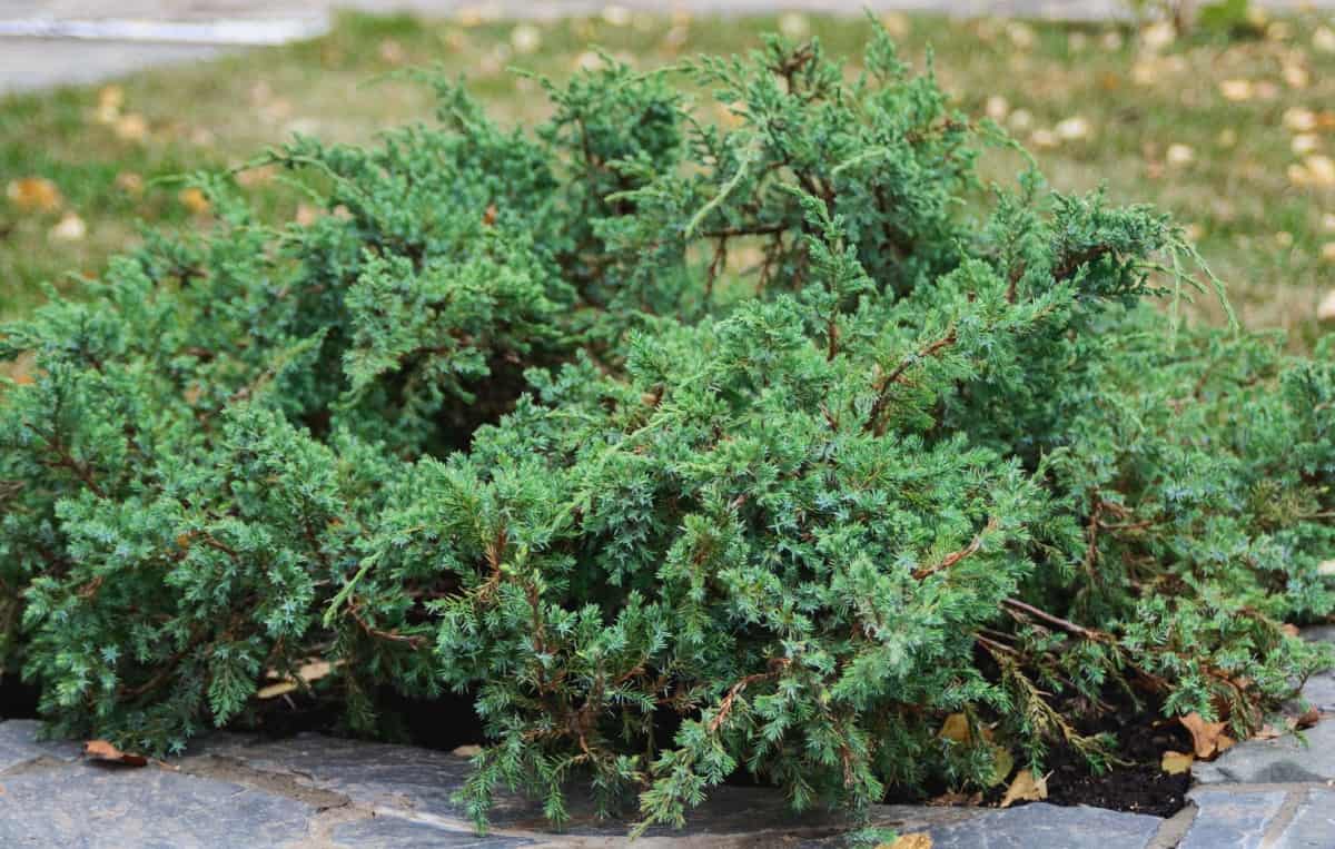 The juniper is an evergreen that looks great as a border shrub.