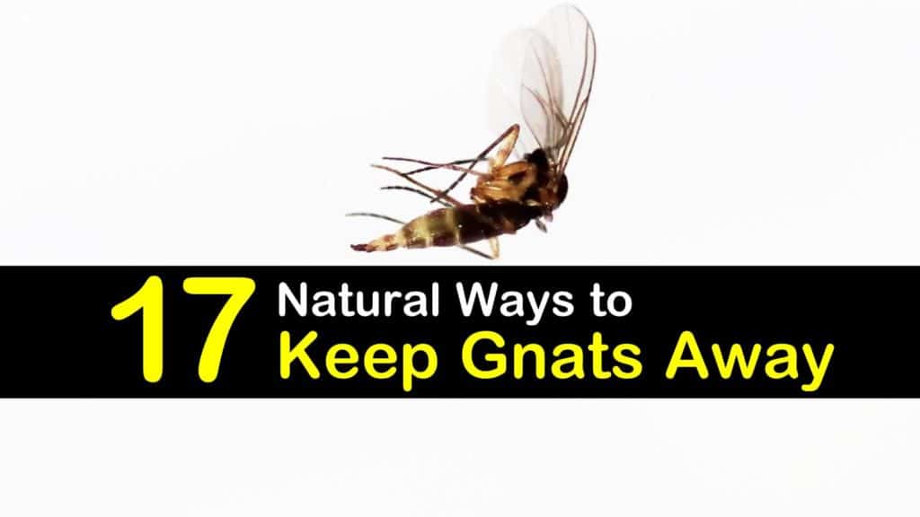 How to Keep Gnats Away titleimg1