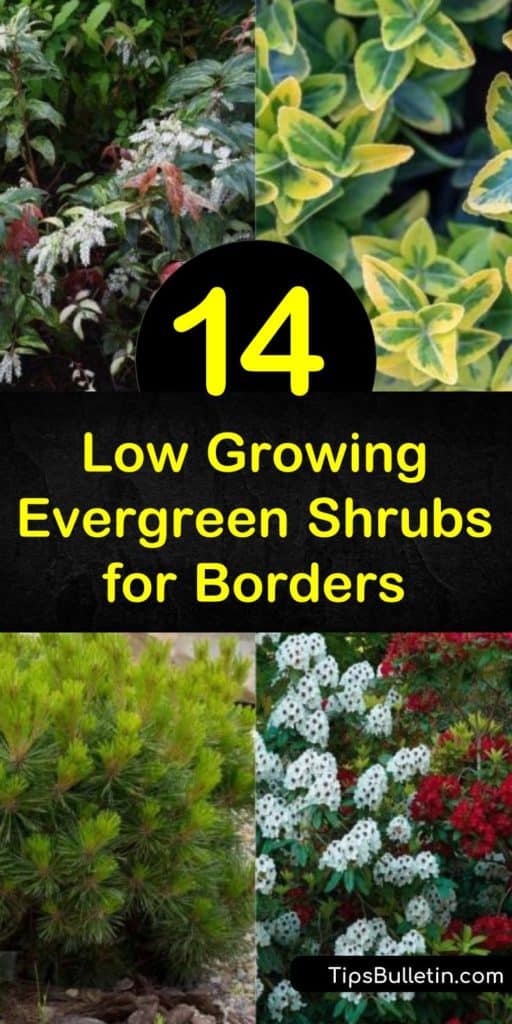 Learn how to create a visually appealing border around your garden or walkway with hardy and low maintenance evergreen shrubs. Plant buxus or euonymus in full sun along a walkway or enjoy the green foliage of azaleas behind rock gardens. #lowgrowingevergreens #lowgrowingshrubs #evergreenborders