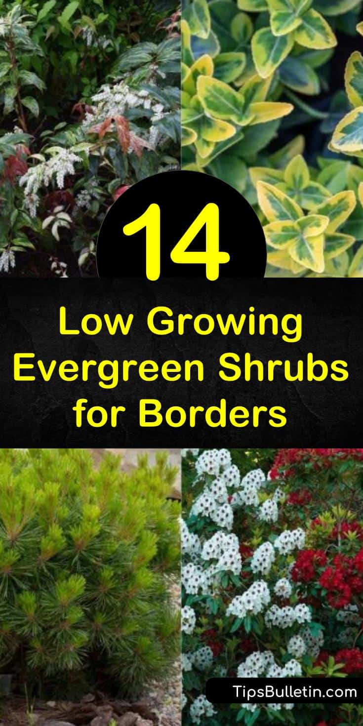 14 Low Growing Evergreen Shrubs for Borders