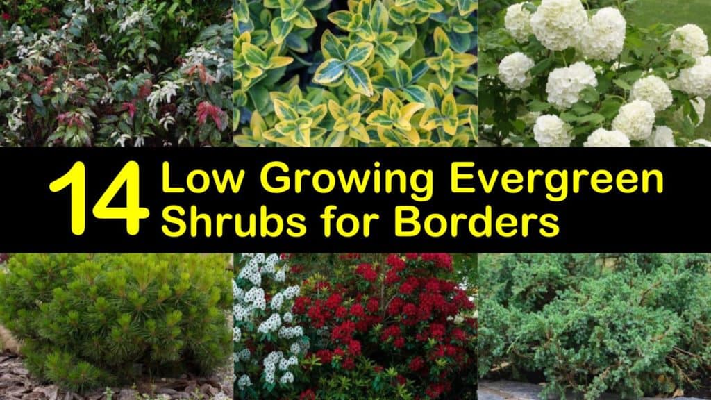 Low Growing Evergreen Shrubs for Borders titleimg1