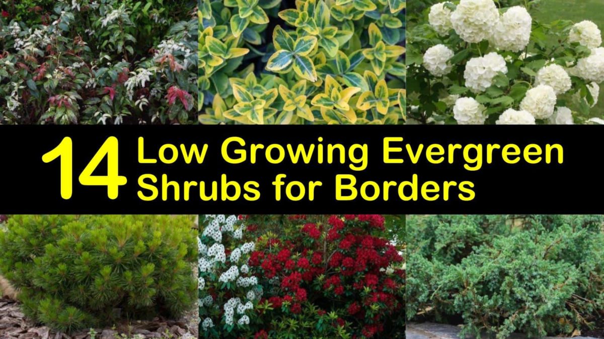 14 Low Growing Evergreen Shrubs for Borders