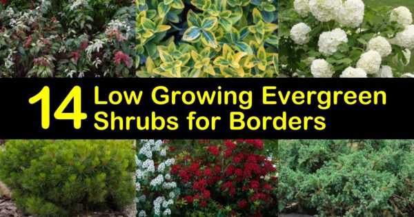 14 Low Growing Evergreen Shrubs For Borders, Small Green Bushes For Landscaping