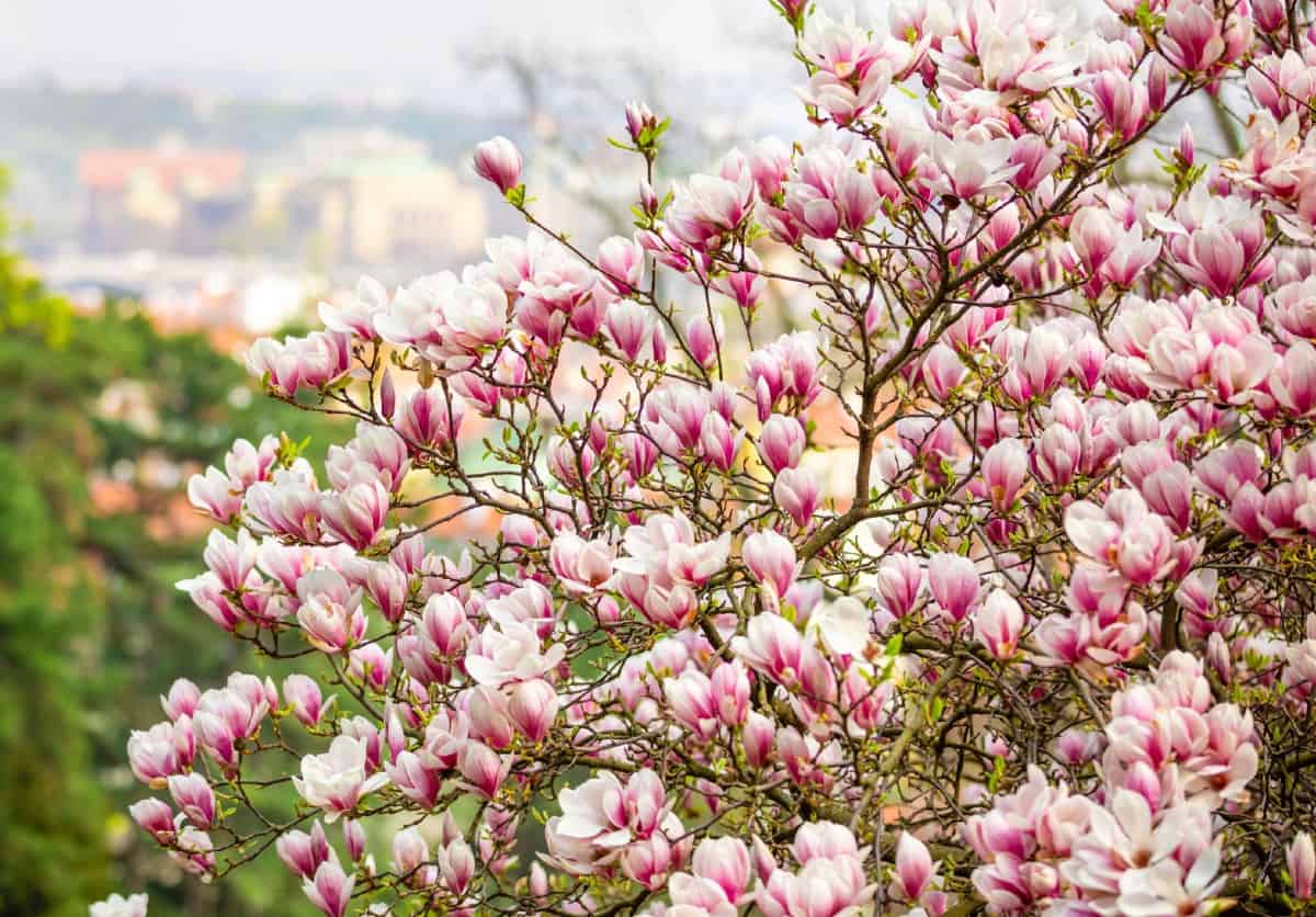 The magnolia tree is known for its gorgeous flowers and big thick leaves.
