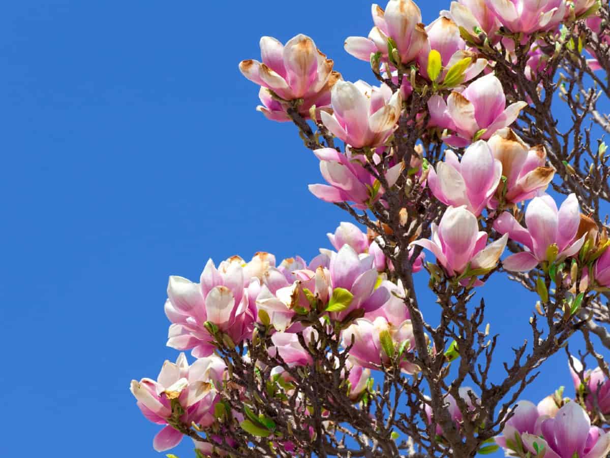 The magnolia tree has showy flowers in addition to sizable leaves that provide great opportunities for shade.