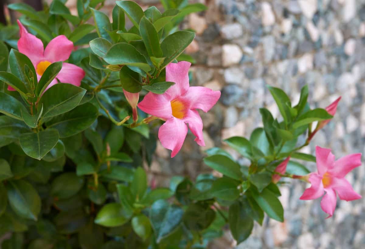 Mandevilla is a tropical vine.