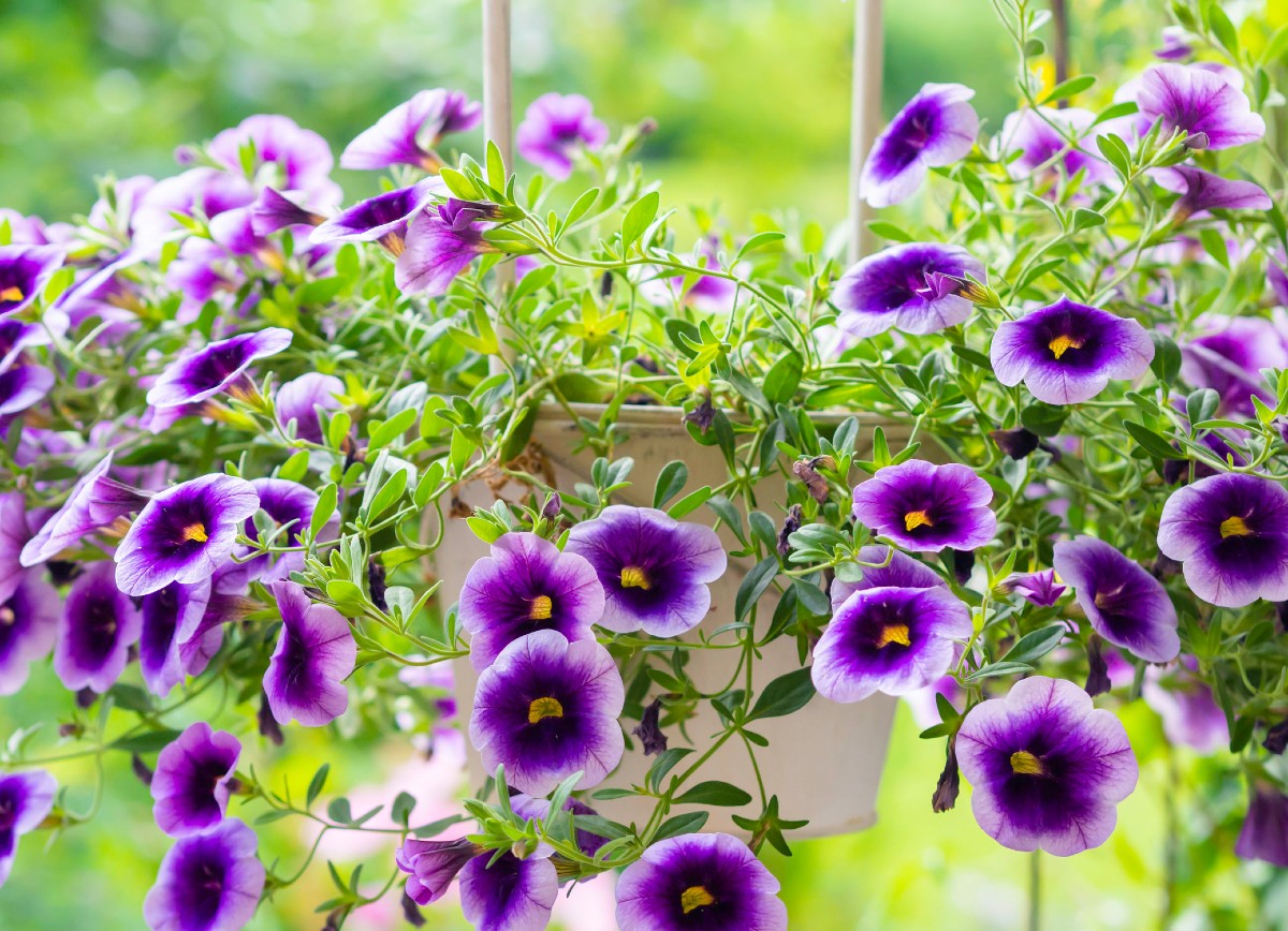 Million bells has tiny petunia-like flowers that are perfect for hanging containers.