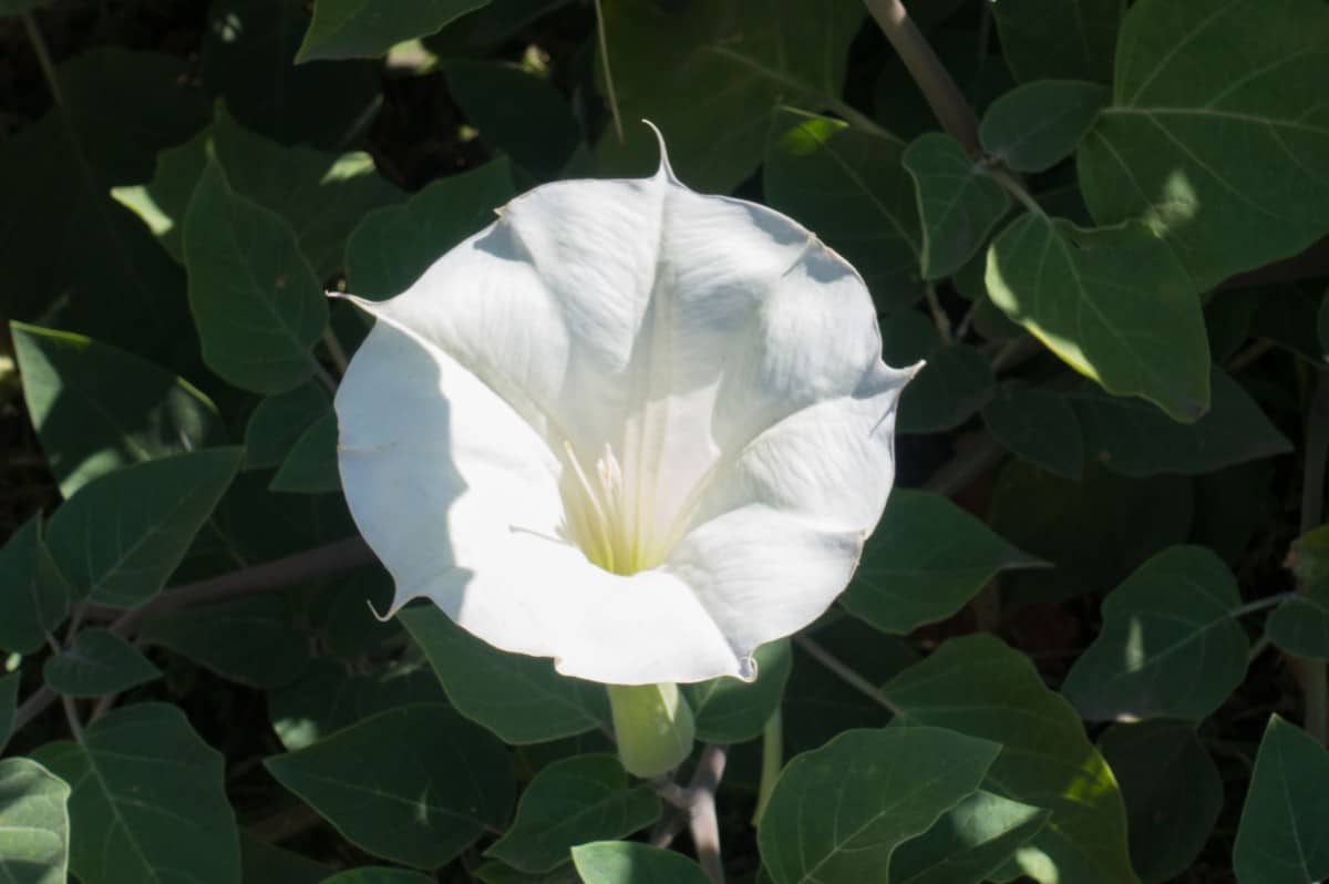 The moonflower is a vine plant that blooms at night and has a delightful fragrance.