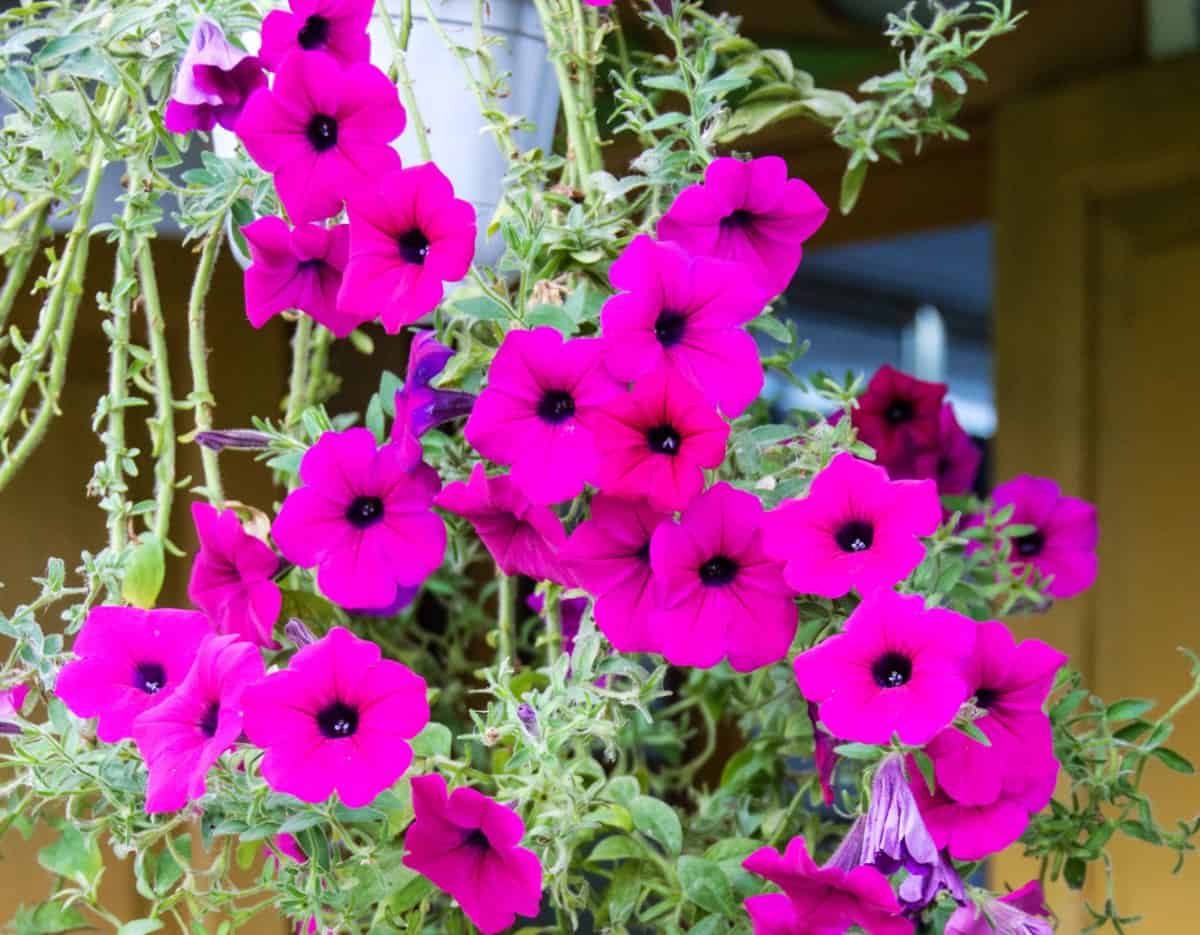 Morning glory vines are long-blooming and come in many bright colors.