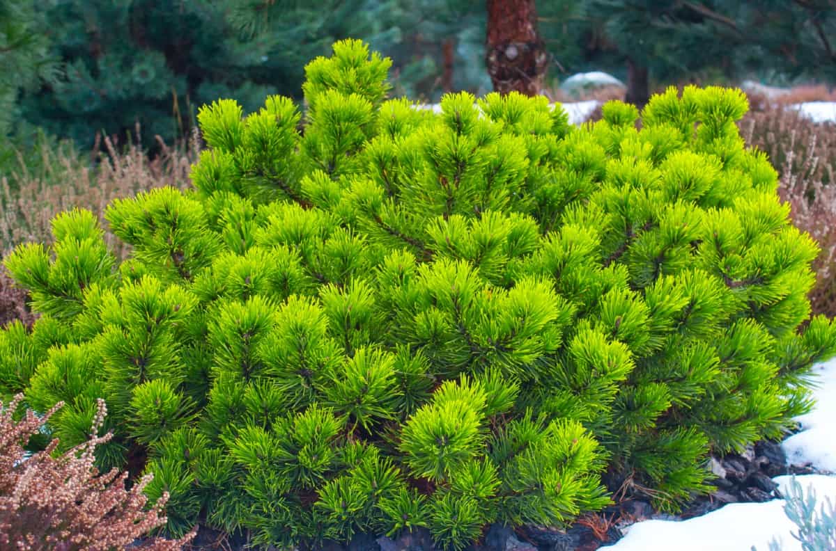 The mugo pine is a short and wide evergreen tree.