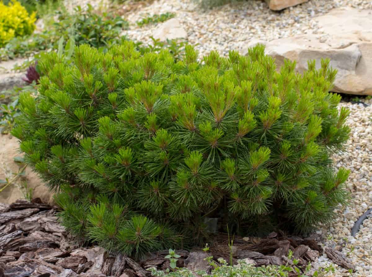 Mugo pines are low-growing shrubs with a mounded shape.