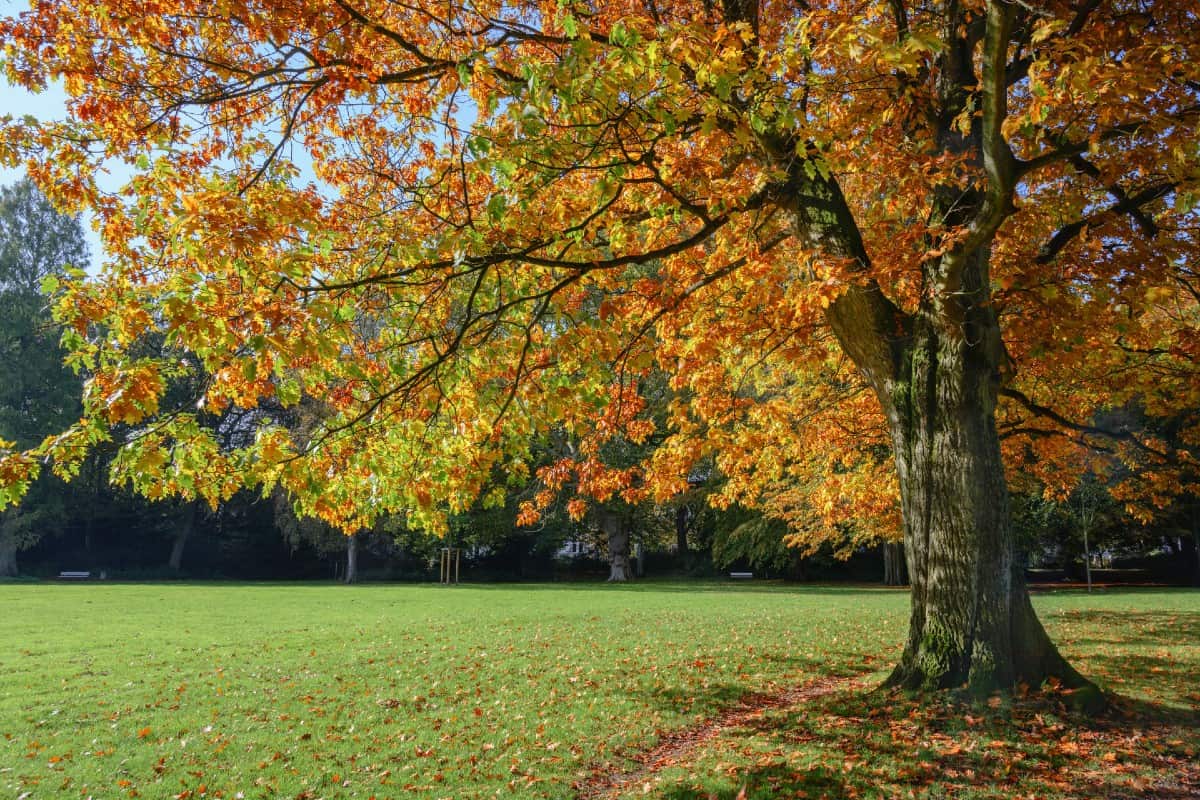 The northern red oak has delightful red foliage in the fall months.