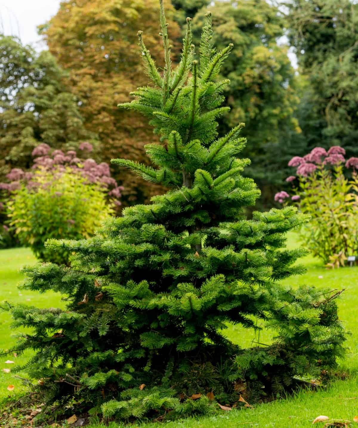 The Norway spruce is an evergreen that is popular for landscaping and as a Christmas tree.