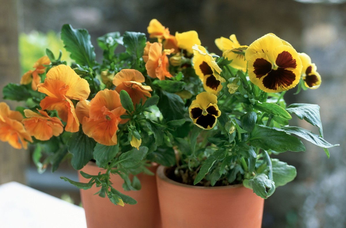 Pansies are cool weather annuals with cheerful, bright colors.