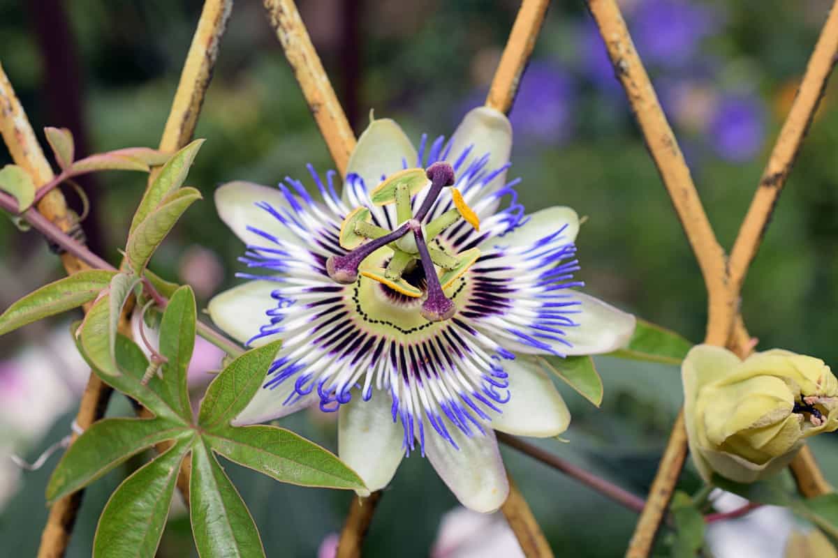 The passionflower grows almost anywhere.