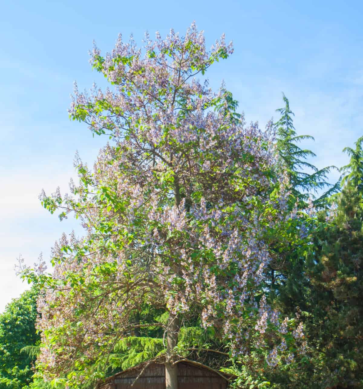 The paulownia grows three feet a year and can become invasive.
