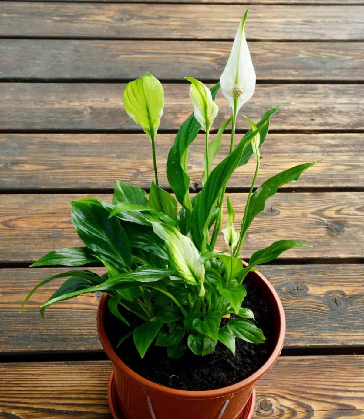 The flowers of the peace lily have a tropical look.