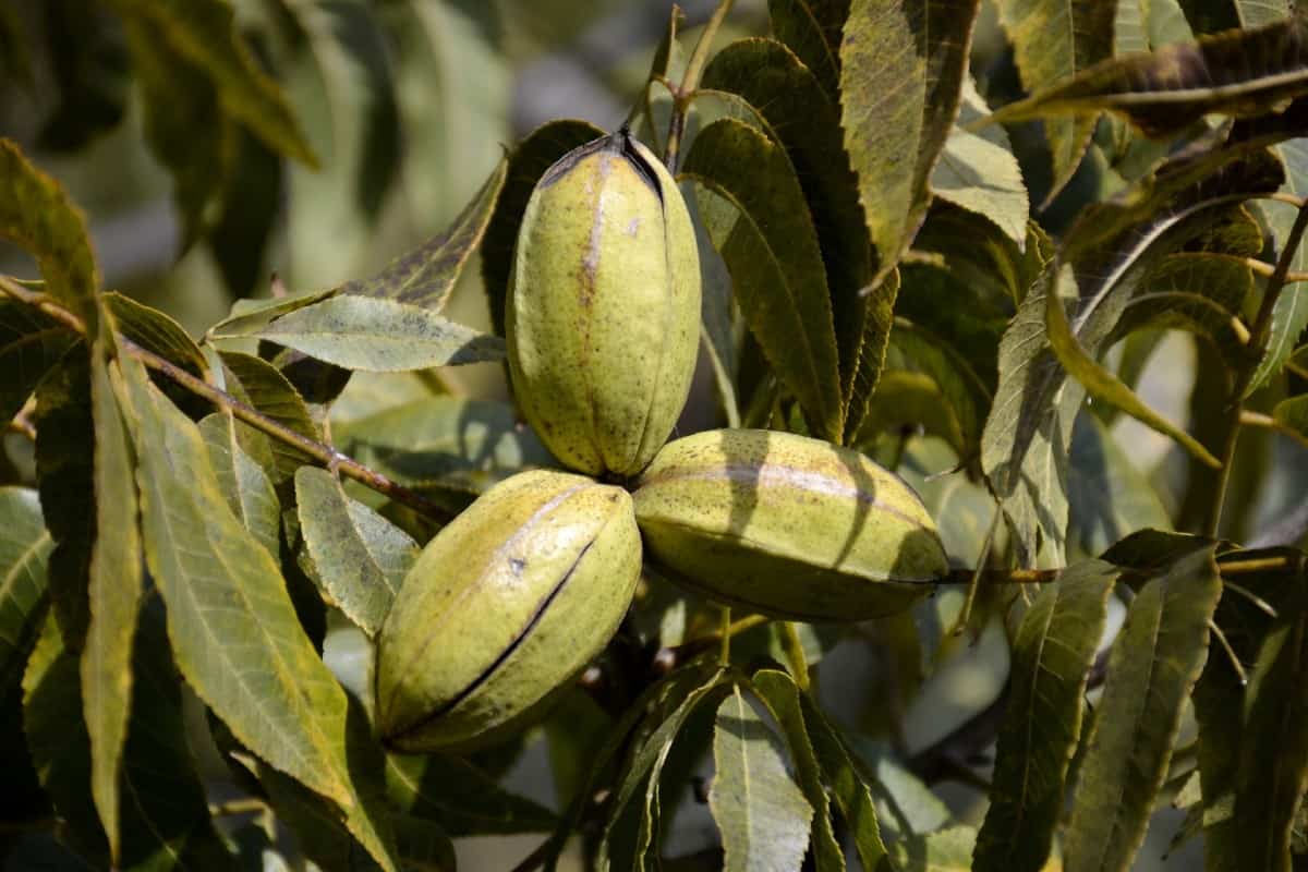 Pecan trees need lots of space to spread out.