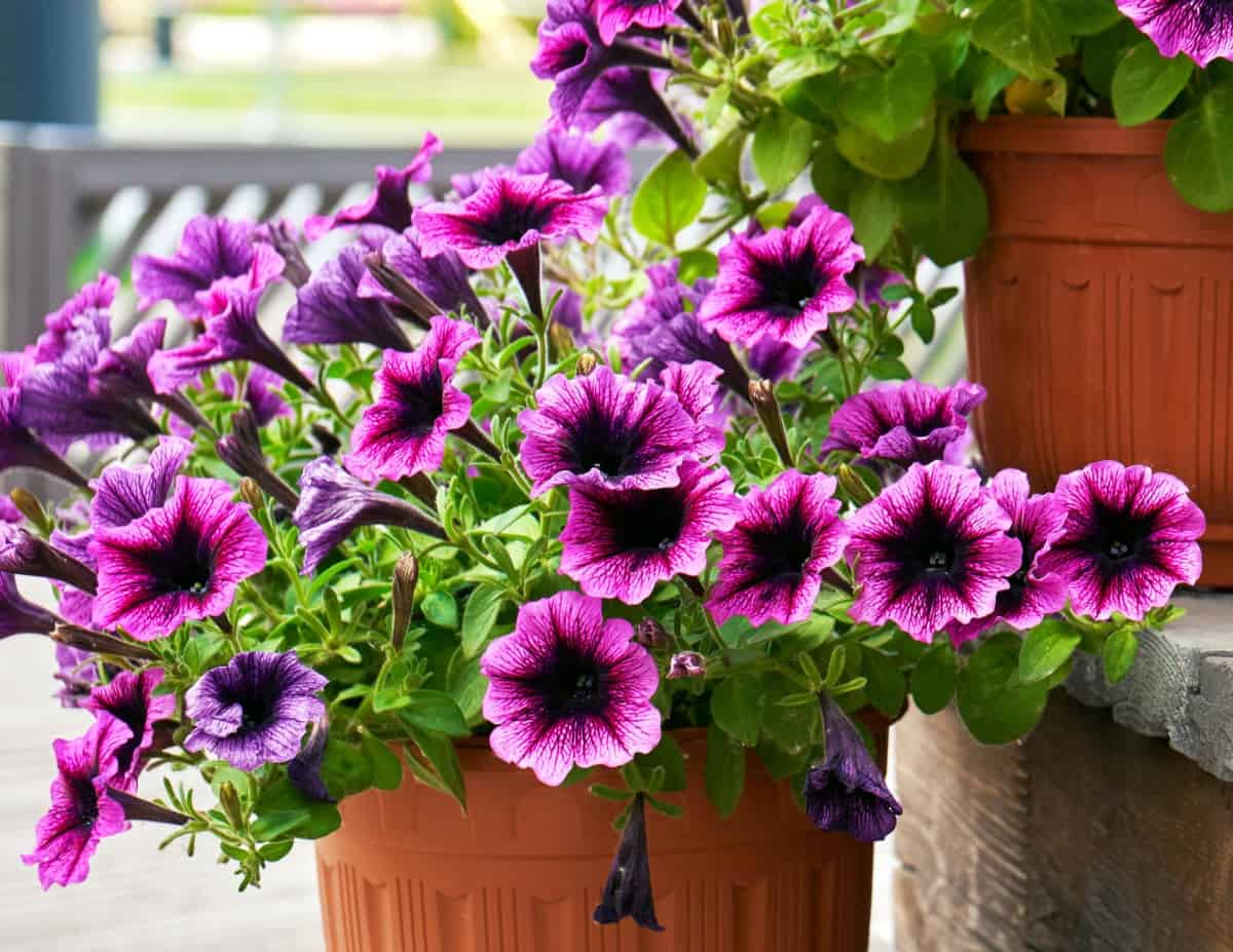 Petunias are popular deer-resistant annual flowers.