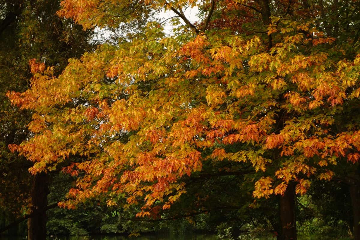 The pin oak is a graceful tree with small leaves.