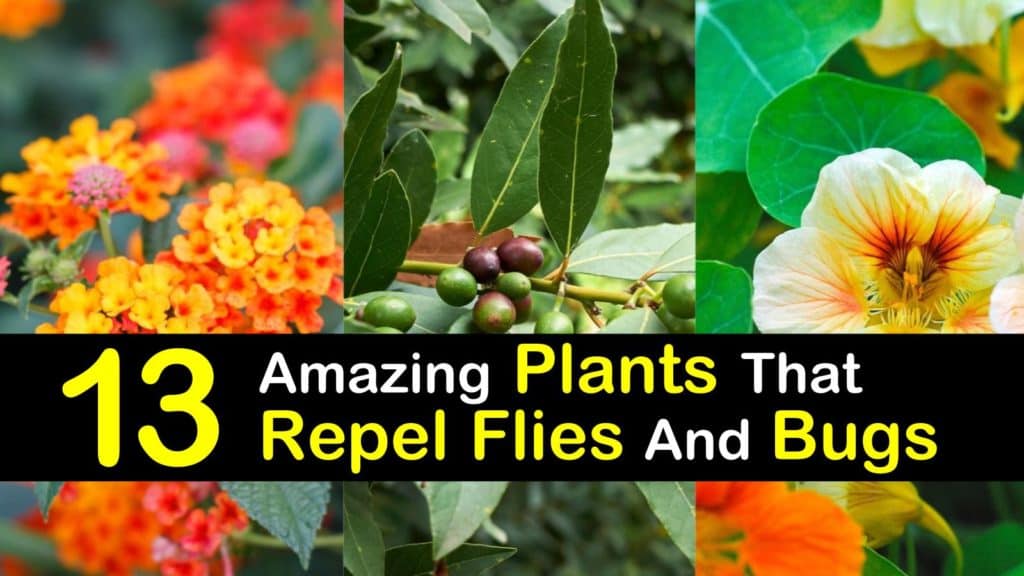 Plants that Repel Flies titleimg1