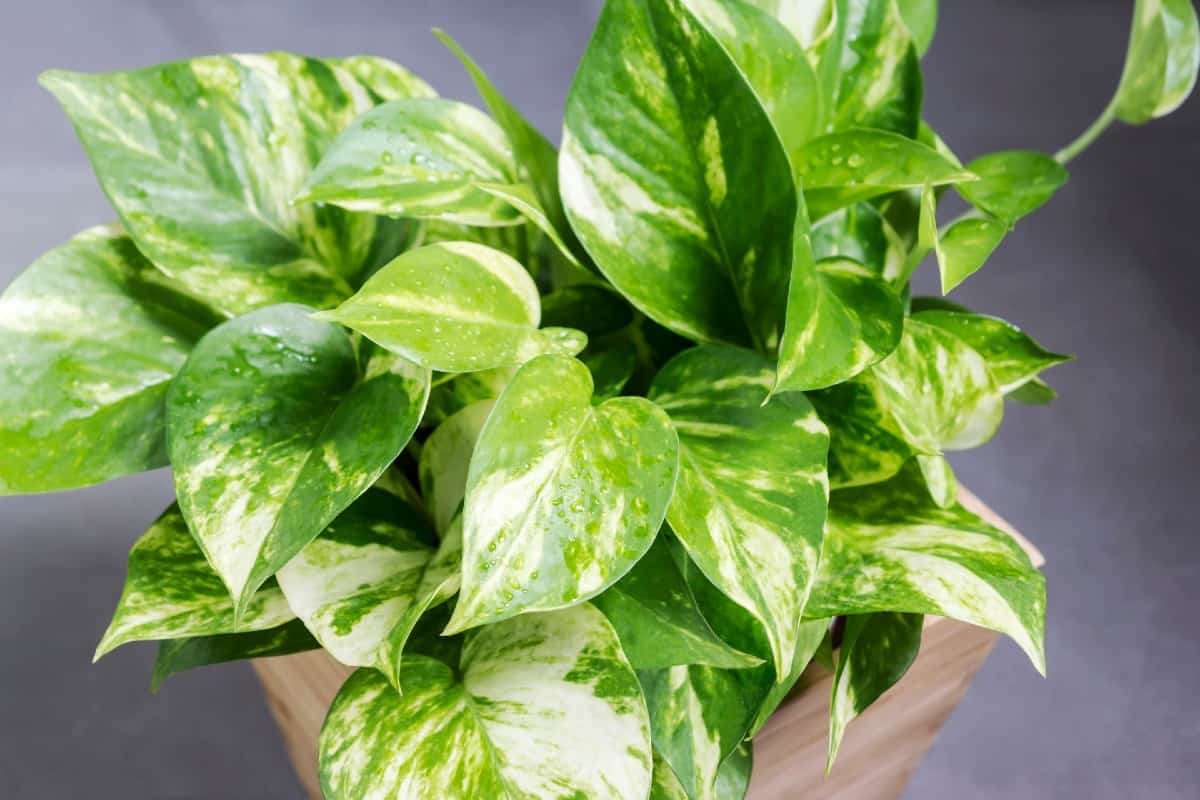 The pothos plant filters indoor air toxins.