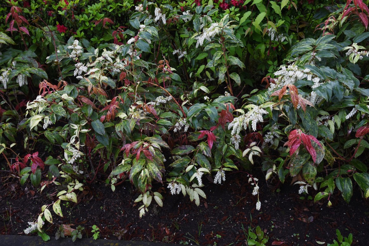 Rainbow leucothoe is one of the best low growing evergreen shrubs for borders.