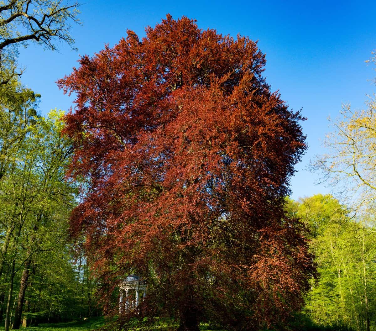 Red maples are easy to grow shade trees.