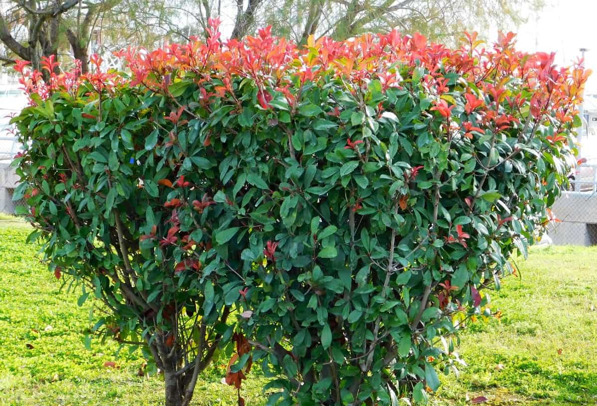 Red tip photinias have both attractive leaves and flowers.
